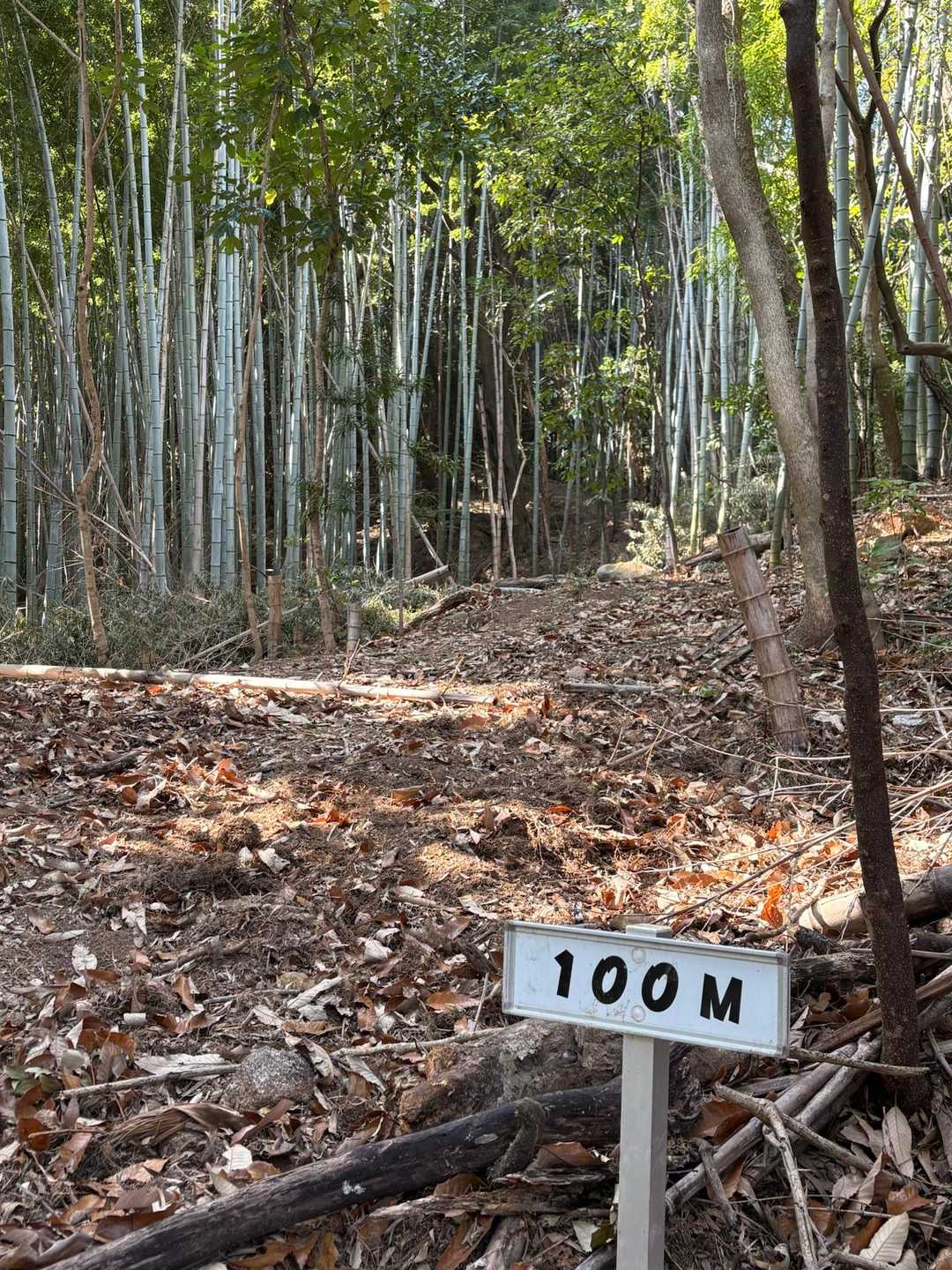 さ、登山道を歩きましょ。