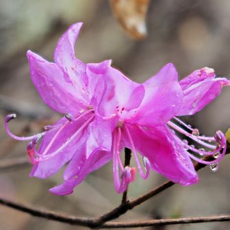 ミツバツツジも咲き始めました