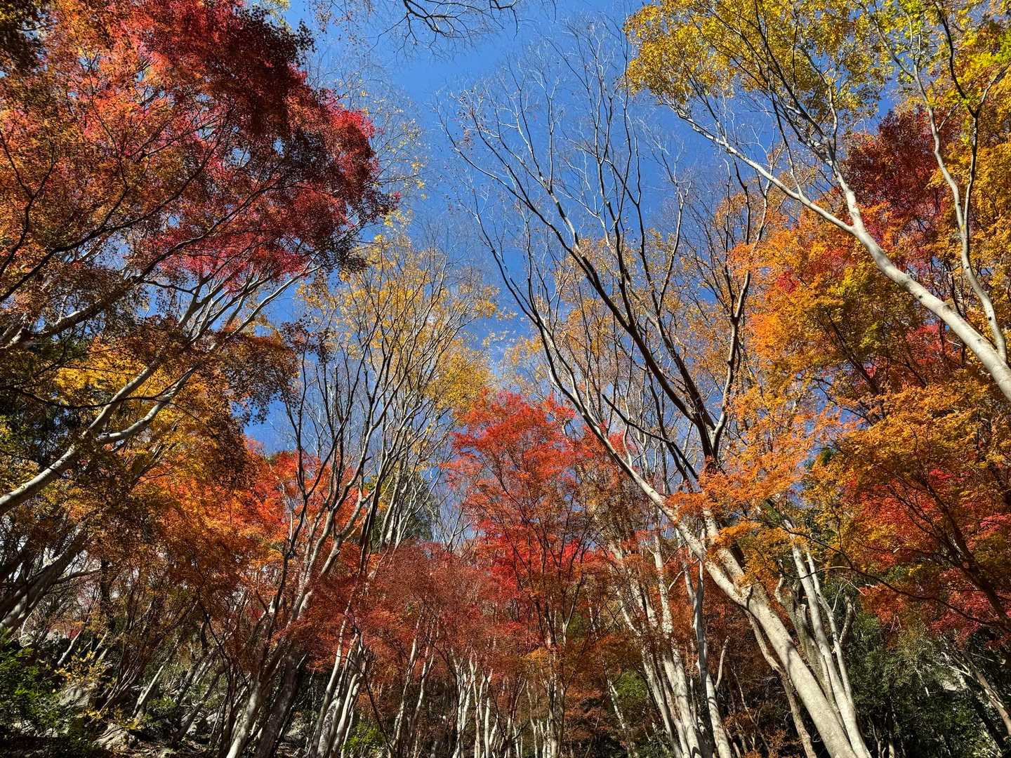 青空とのコントラストも美しい✨