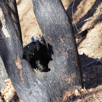 この辺りは焼けた跡が多いな、、と思ったら 1年ほど前に山火事があったのですね。去年 1月に九鬼山登ったので、その後くらい。山火事は本当に怖い。