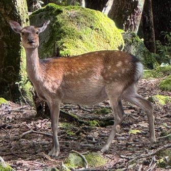 帰りにも鹿さんに遭遇🦌