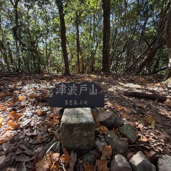 津波戸山 登頂‼️