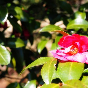 赤いヤブツバキ🌺