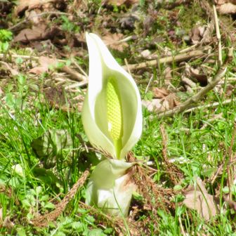 さっきの座禅草と比較したい🤭