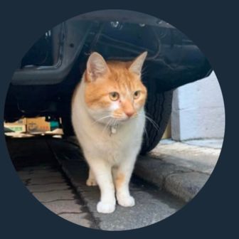 ねこ店長　めいちゃん