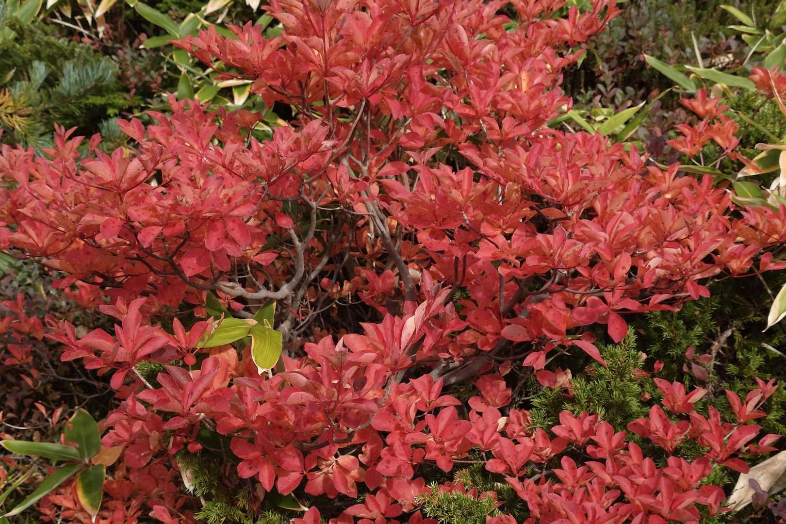 ザ紅葉