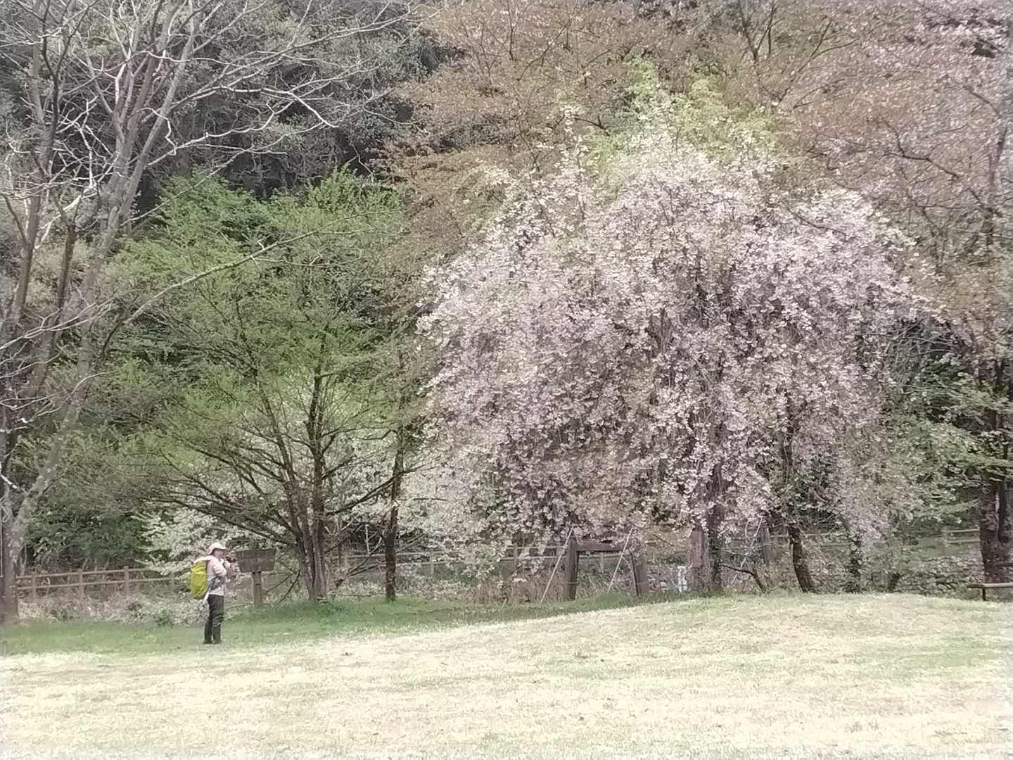 未だ咲いて居た大沢公園のシダレサクラ