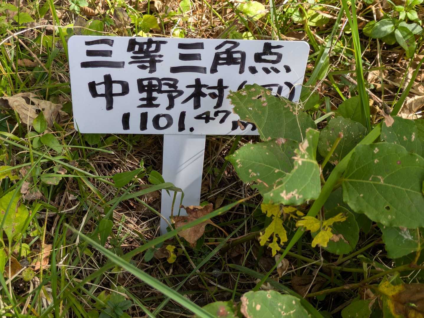 最後グレピ
大出山は
山名板見当たらず、
コレがらしきモノ。
本日も新規4ピークゲット😊