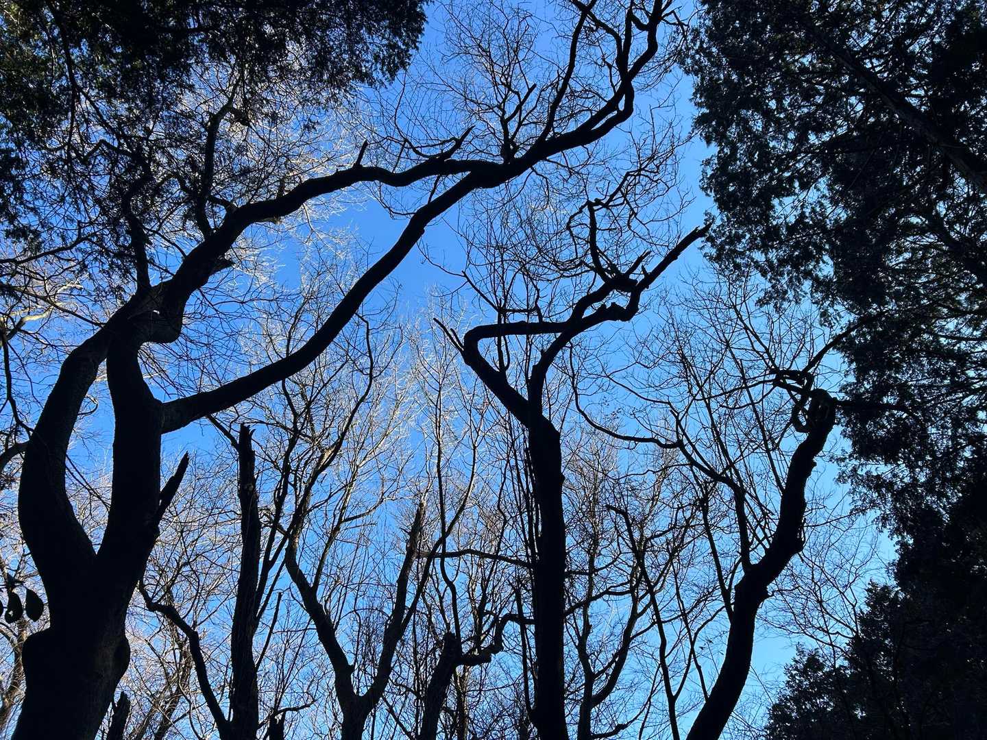 樹氷に見えるね〜って

普通の🌳です