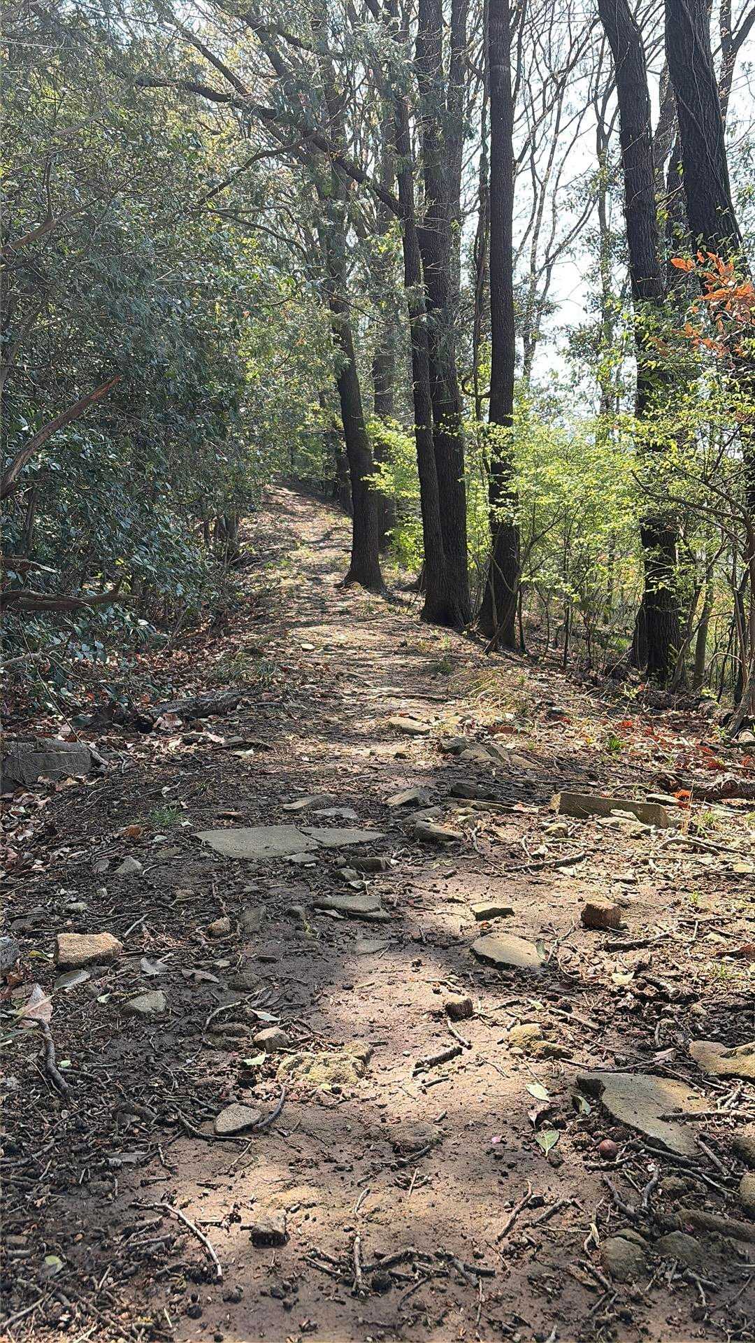 癒しの登山道。
コレを求めてたのよ〜💕