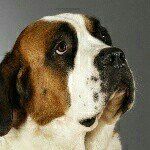 パトラッシュ！