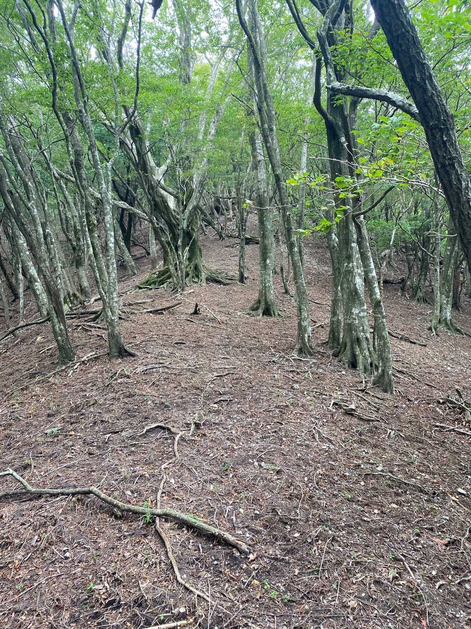 立石山登山口-立石山 往復コースの写真