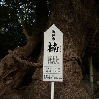 樹齢1000年余🤩‼️ 