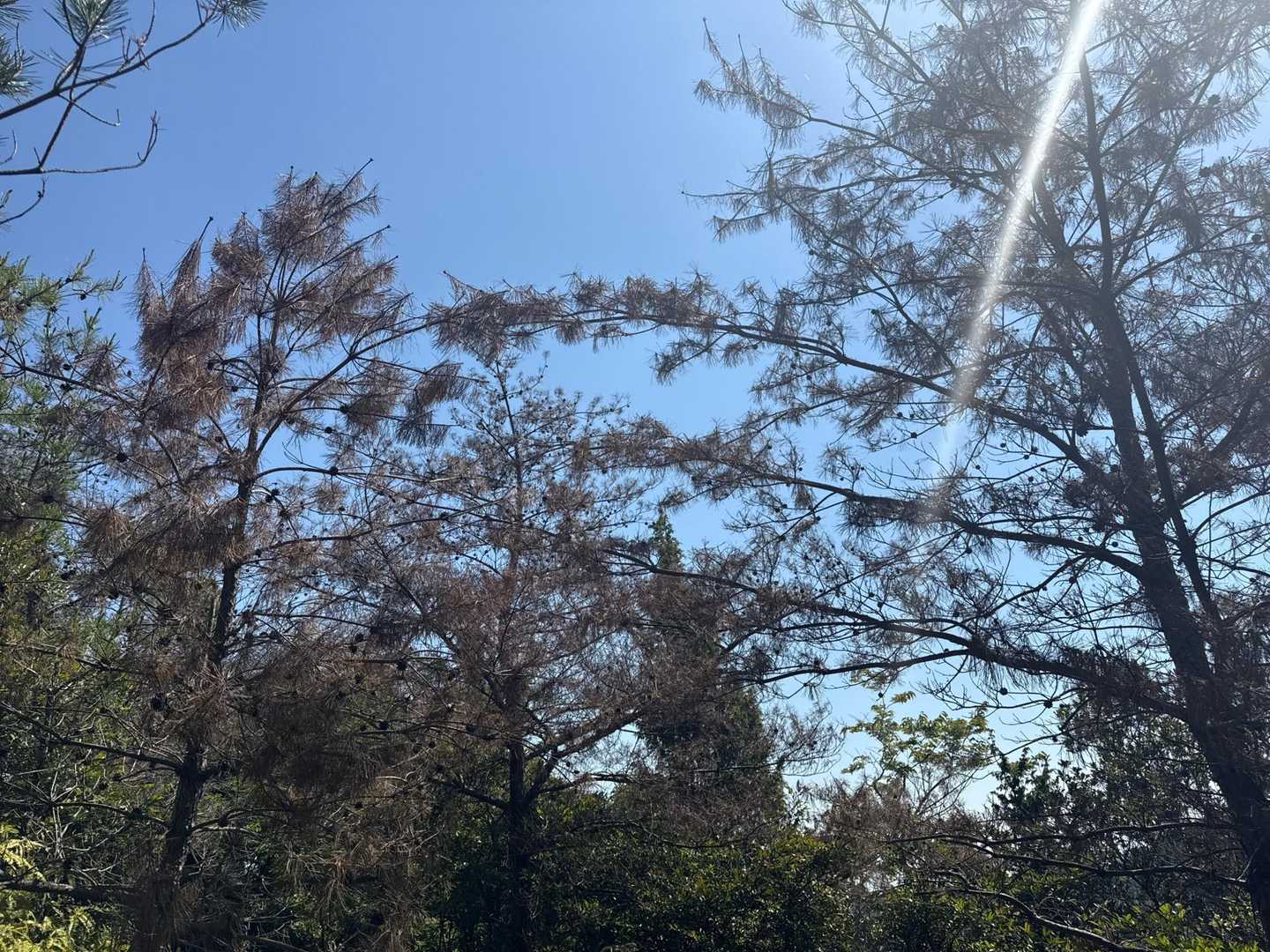 高舞登山-茶屋峠-金比羅山 往復コースの写真