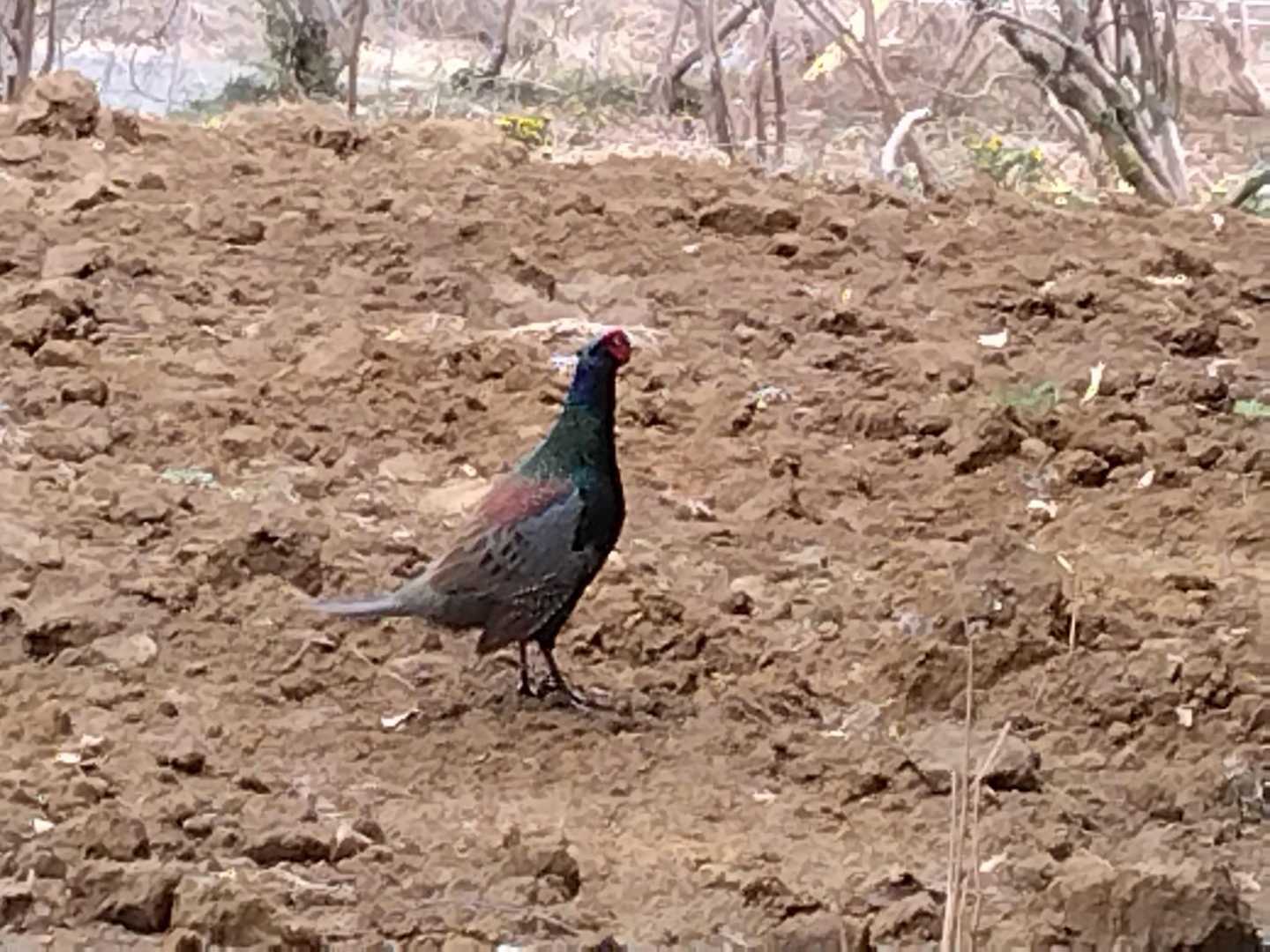 キジとの出会い😲
綺麗な