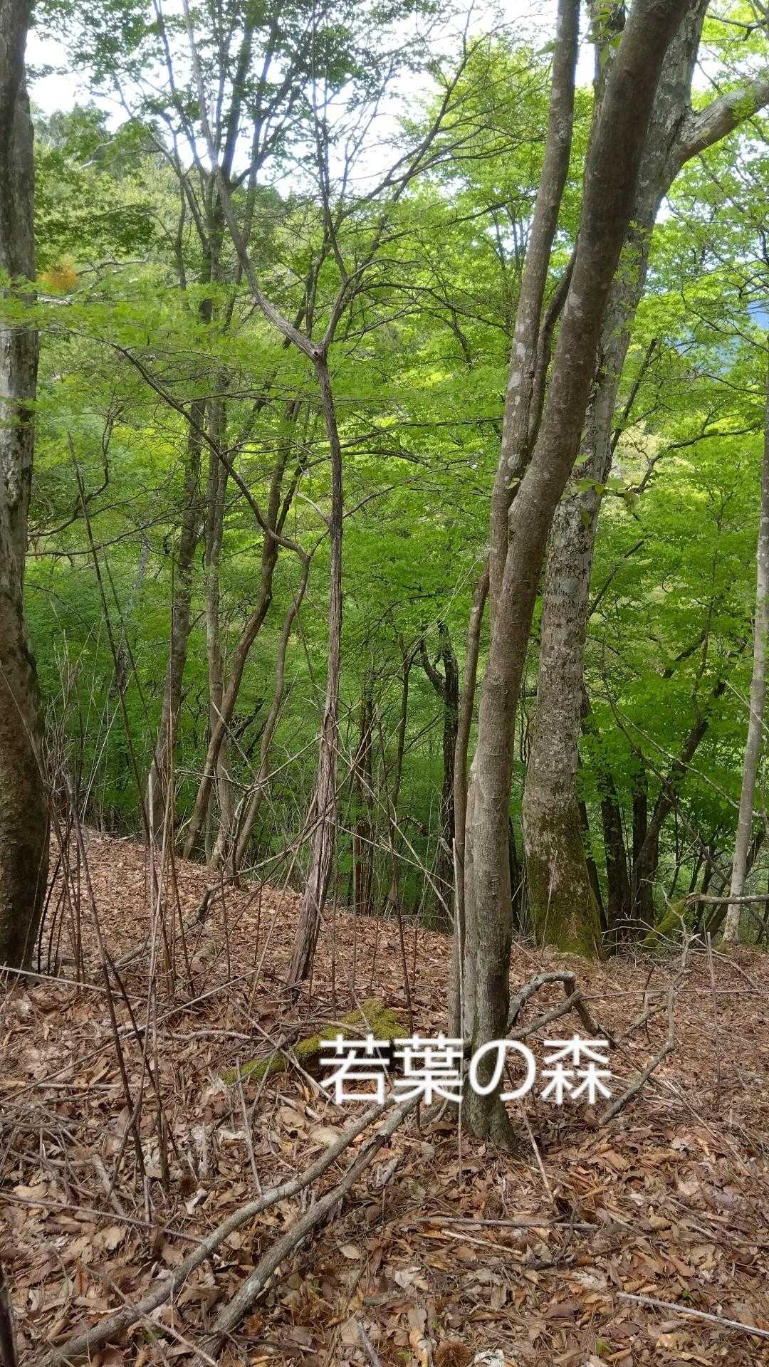 新緑癒されますよね