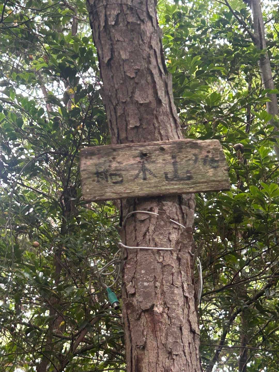 看板探し回ったら
こんなに高い位置に船木さん居ました
こんな高いとこから K点越え⛷します(謎)

もはや カモフラしてる看板🪧
どうかー(同化)してるぜぇ〜