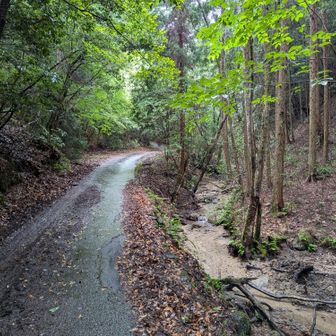 来た道。写真を撮ってたら、登山口を過ぎてた。この後、戻る