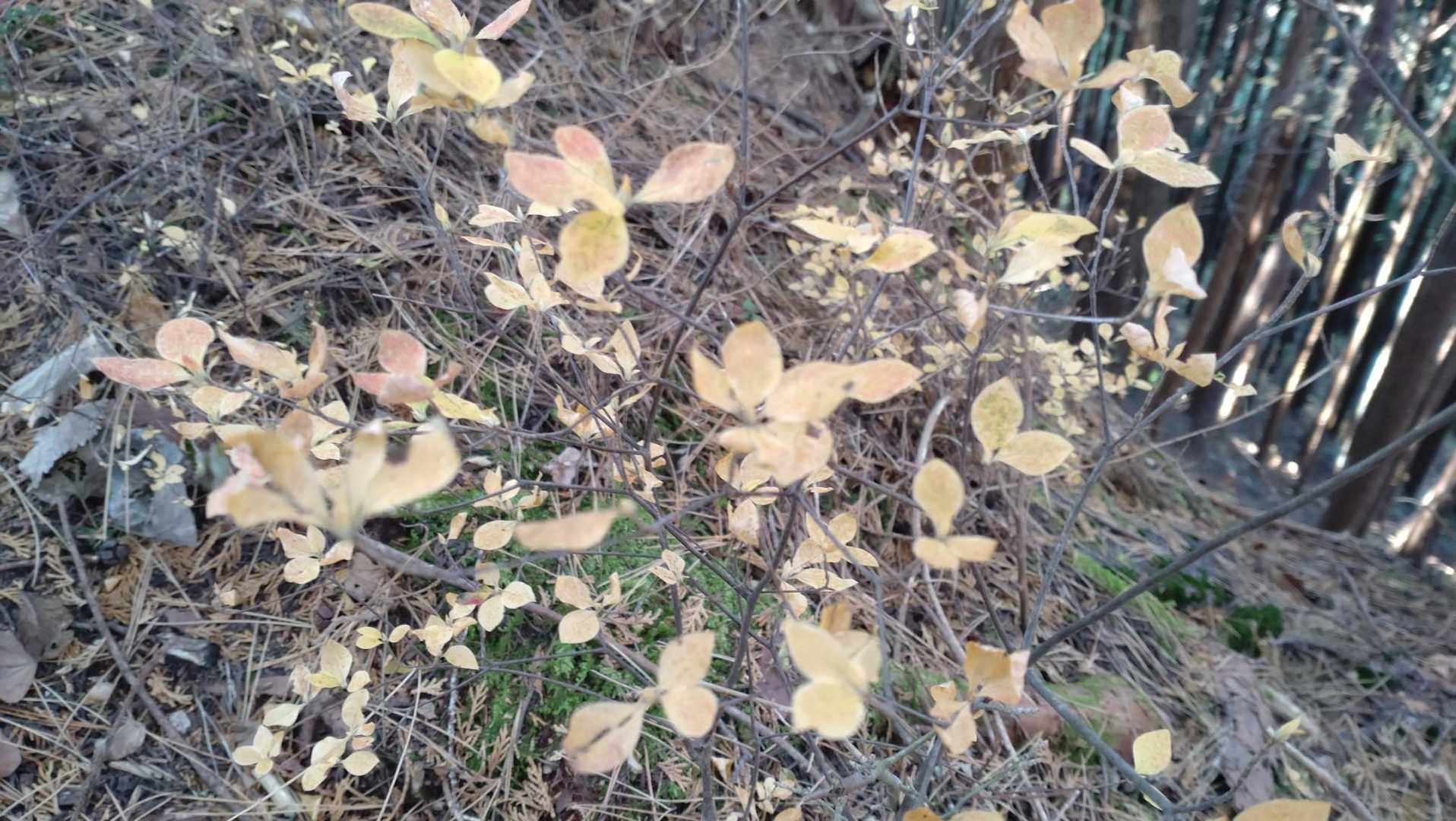 色の少ない山の中で黄色に癒されます。