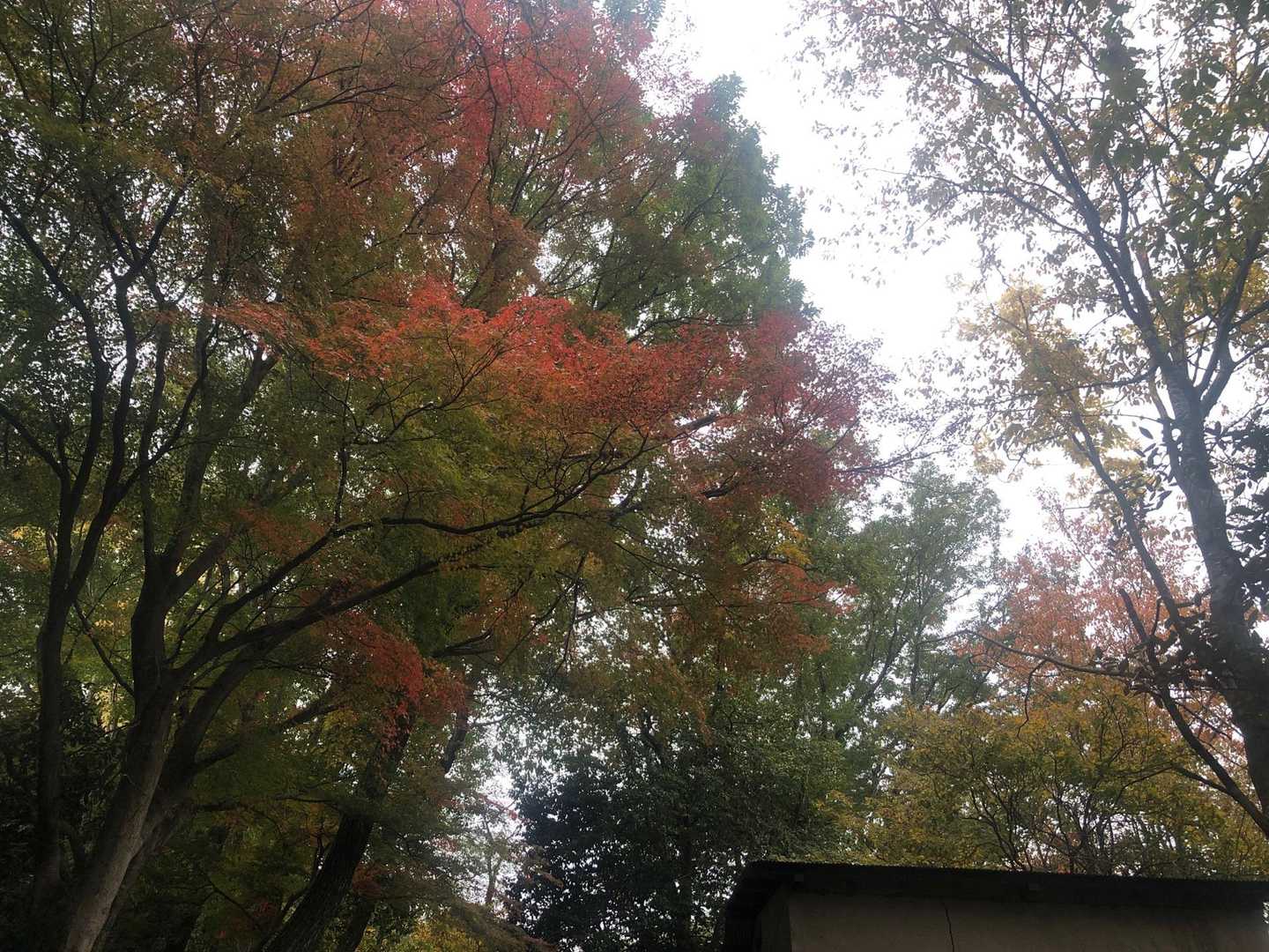 八神社登山口 往復コースの写真