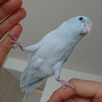 サンボ