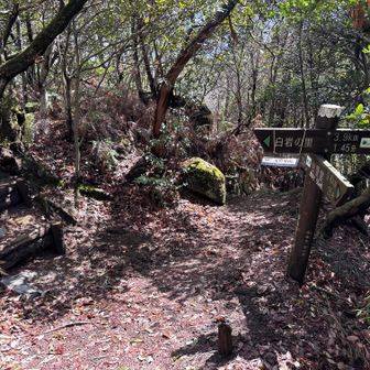 分岐を左、元岩巣山へ