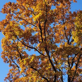コナラの紅葉がきれい