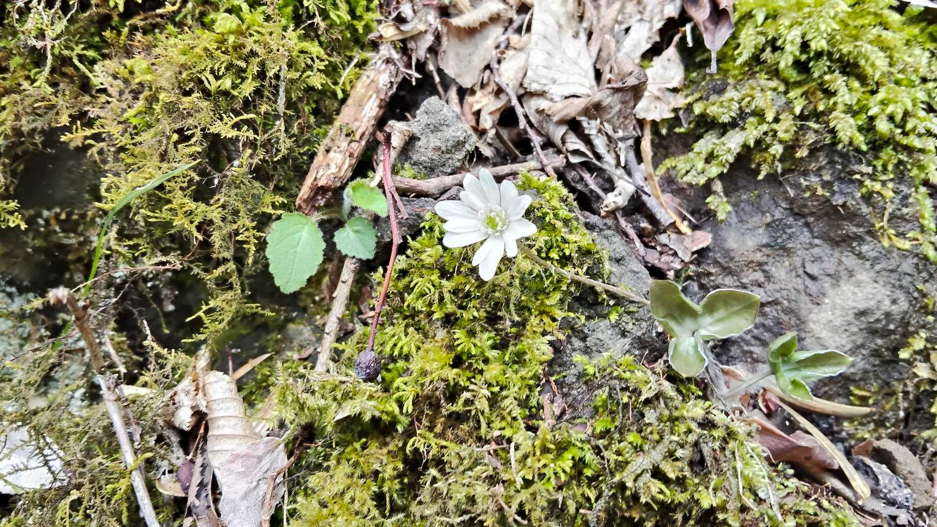 権現山 周回コースの写真