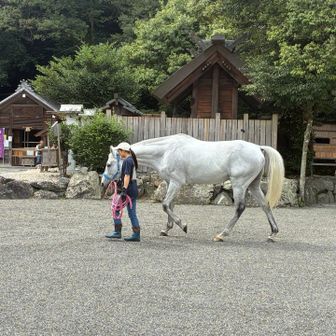 神馬様　お昼休憩の後はお散歩で境内を周回されます
動画🎥有ります
https://youtube.com/shorts/NKWp86A3xuw?si=MYzWzFJAxAMrmZMn