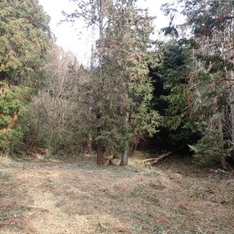 さらに下ると、先の実測図でいう平坦面③に出ます。ここが一番大きな平坦地で、かなりな広さがあります。
広さ的に、薬師如来を祀る本堂は、ここにあった可能性が一番高いのではないでしょうか。
この下にある平坦面は、藪に閉ざされて確認することが出来ませんでした。