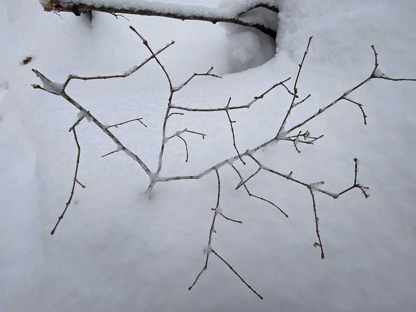 三菱山 往復コースの写真