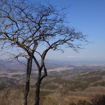マユミの木
陽射しがあたたかい