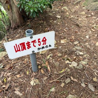 ひとよしかめさん、ありがとう
