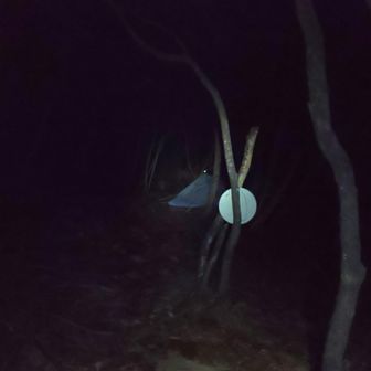 青ガレ手前にも桂の甘い香り🍁
ウキウキ無警戒に正面谷登ってたら、金糞峠北側直下の斜面に思わずテント３張り。
鈴と光でお一人起こしちゃったみたいでスミマセン！