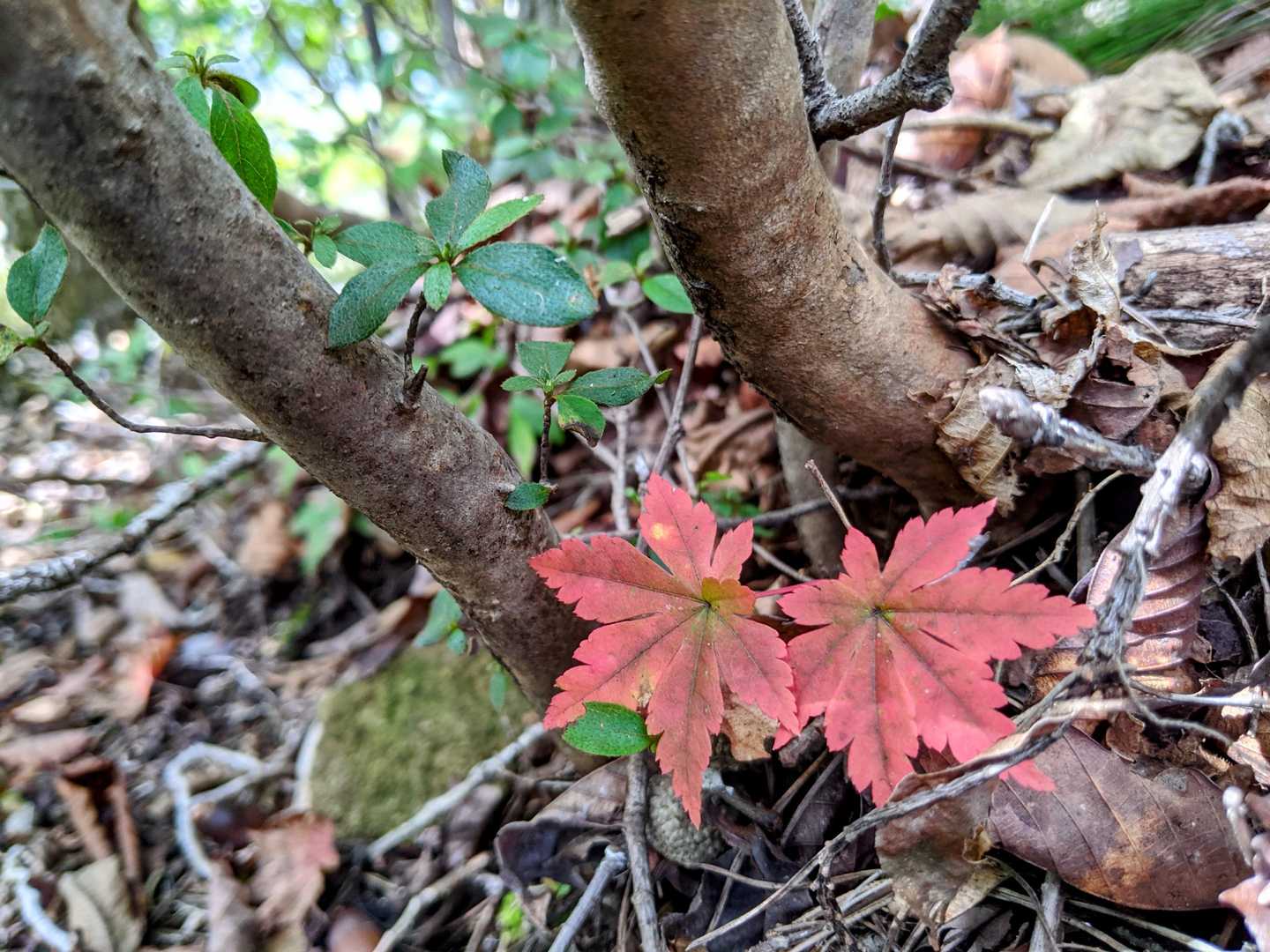 小さな小さな紅葉🍁🍁