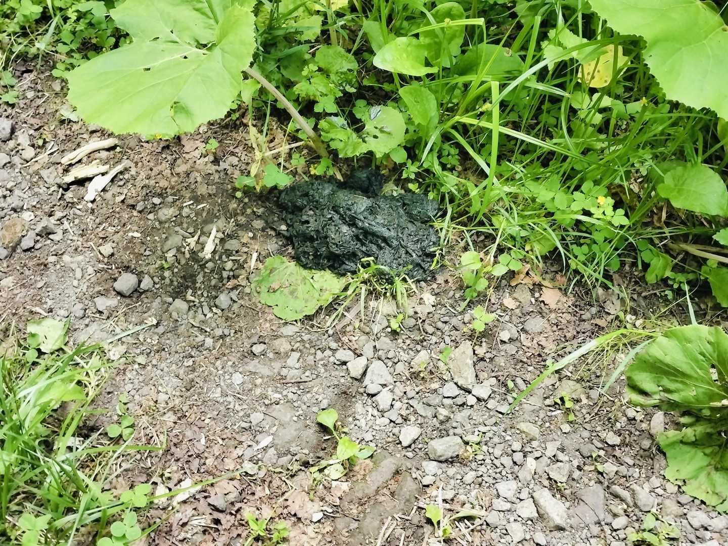 スタートして、いきなりの歓迎です🐻
登山口までに３カ所歓迎されました😁