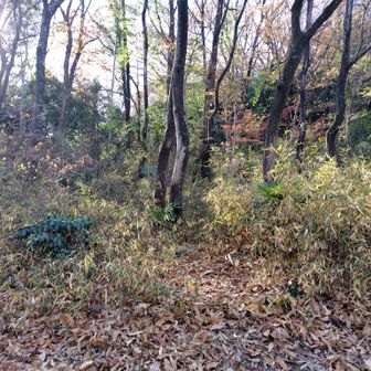 夏に藪がすごくて蜘蛛の巣地獄に思わず撤退した坊主山の登山口に着きました。
このくらいなら全然マシだ😁