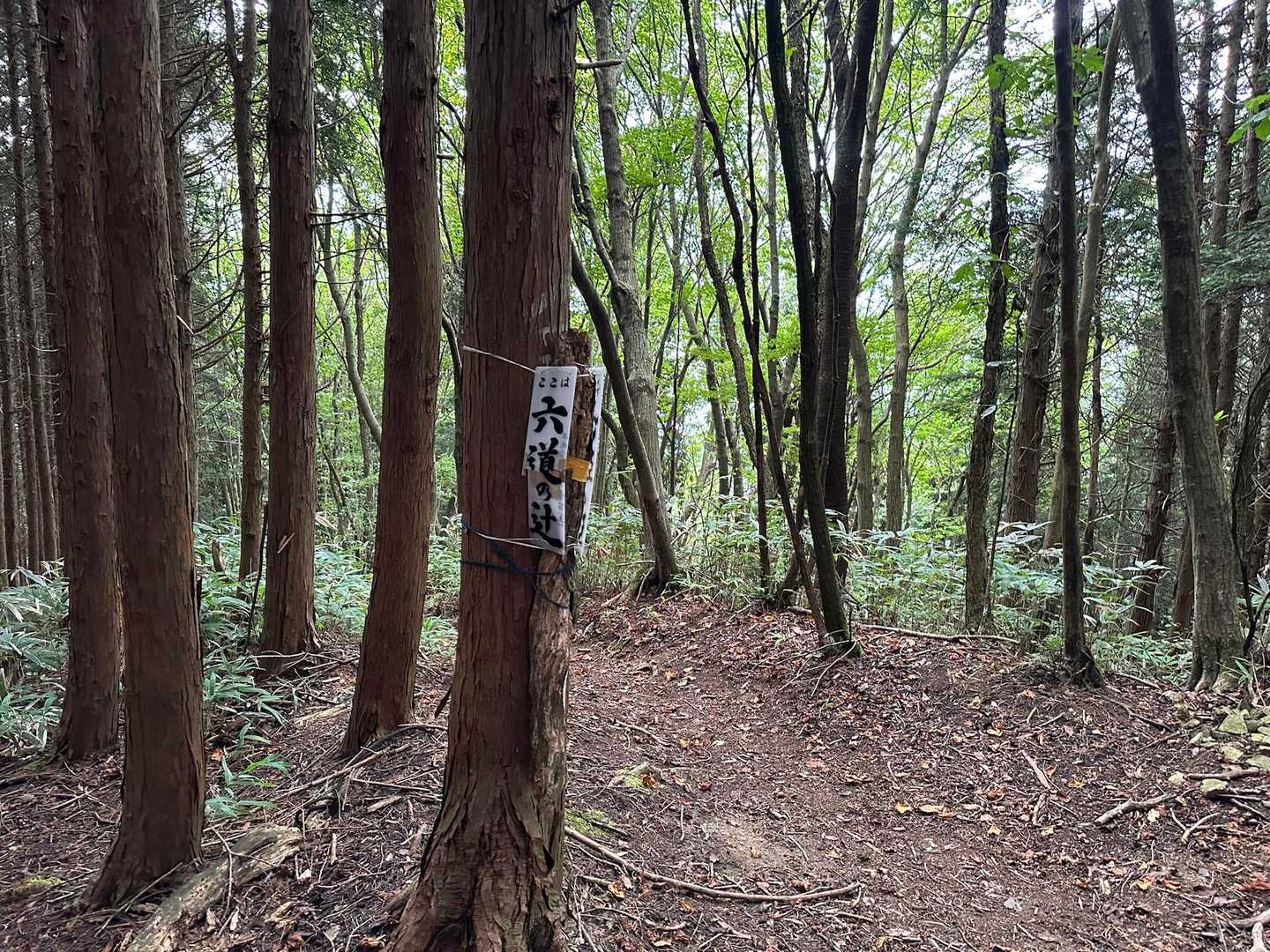 水越峠バス停-金剛山山頂売店-金剛山 周回コースの写真