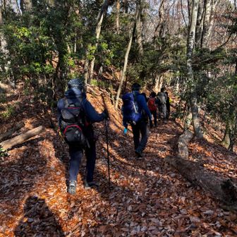 落ち葉の道を進みます