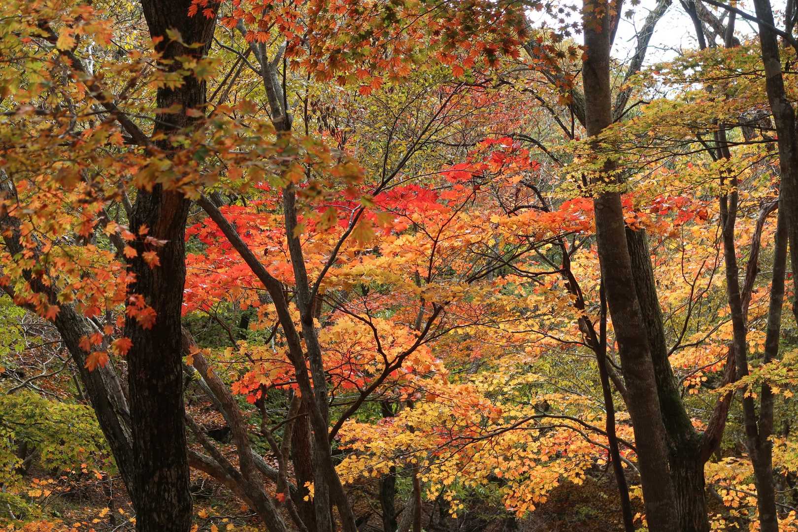 紅葉色づいてますね