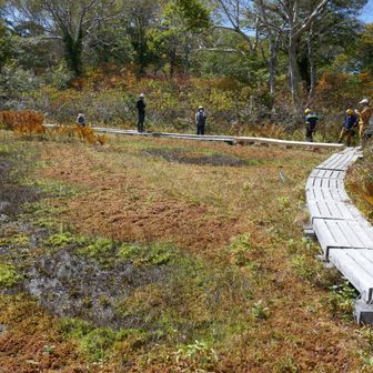 木平湿原、木道修繕の作業中