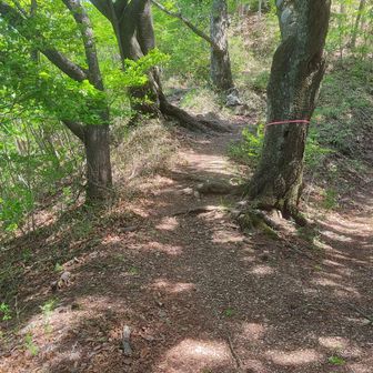 急登のあいまの尾根線