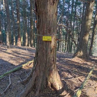 鳥手山頂上到着。