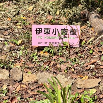 伊東小室桜だって🌸

この後、駐車場についてゴール🅿️