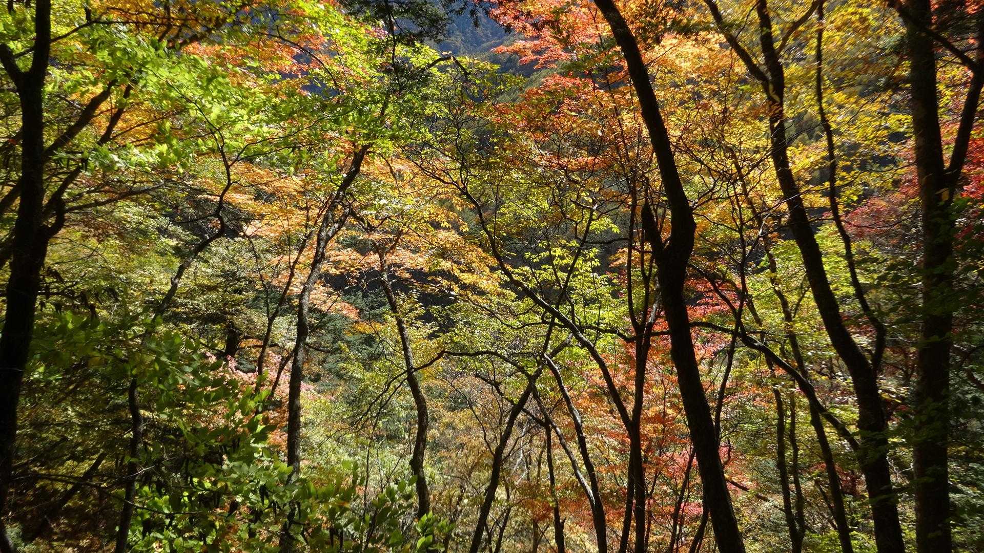 ドンドコ沢登山道入口-地蔵岳 往復コースの写真