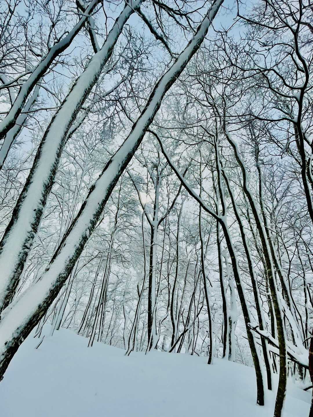 未踏の新雪をどんどん進んでいきます🥾