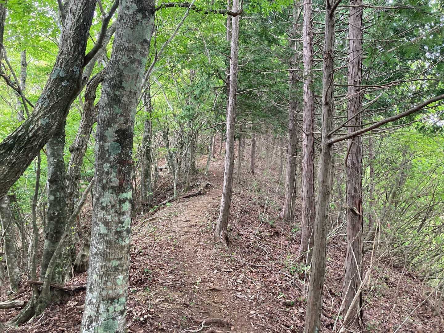 歩きやすい登山道