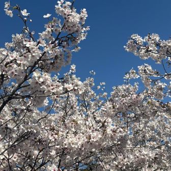 桜と青空🌸