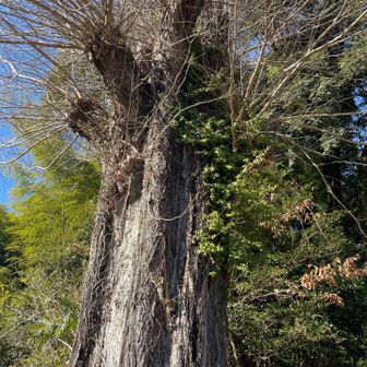 大きなイチョウの木。