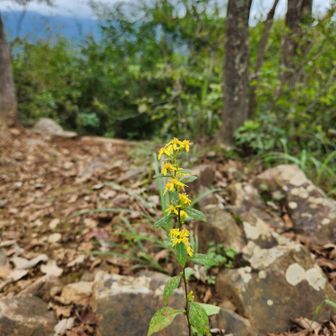 お花咲いてた